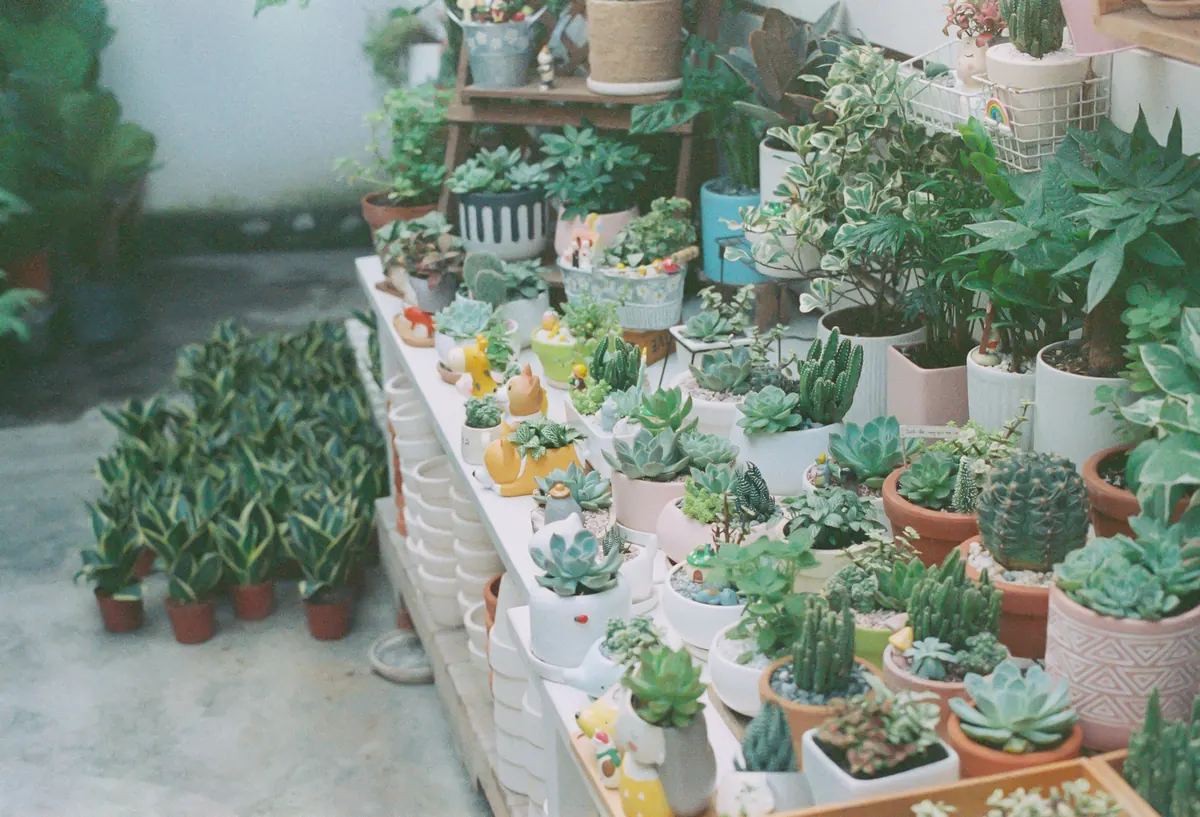 Small Garden Makeover on a Budget: A Month-by-Month Plan